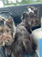 Mila / KB Choc import lines, a female Yorkshire Terrier for sale in Middletown, NY – Photo 3 of 9