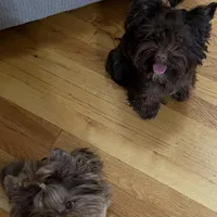 Mila / KB Choc import lines, a female Yorkshire Terrier for sale in Middletown, NY – Photo 7 of 10