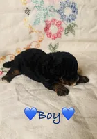 AKC Phantom Boy, a male Poodle - Toy  for sale in Middletown, NY – 2 of 4