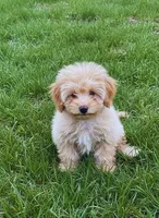 AKC APRICOT MALE, a male Poodle - Toy  for sale in Middletown, NY – 2 of 6