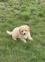 AKC APRICOT MALE, a male Poodle - Toy  for sale in Middletown, NY – 3 of 6