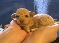 AKC APRICOT MALE, a male Poodle - Toy  for sale in Middletown, NY – Photo 2 of 3