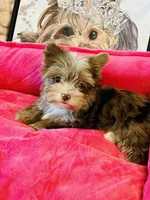 TINY ChocoMerle import lines, a female Yorkshire Terrier for sale in Middletown, NY – 2 of 10