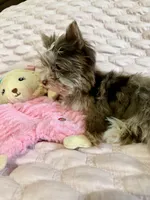 TINY Chocolate Merle (import lines), a female Yorkshire Terrier for sale in Middletown, NY – 8 of 10