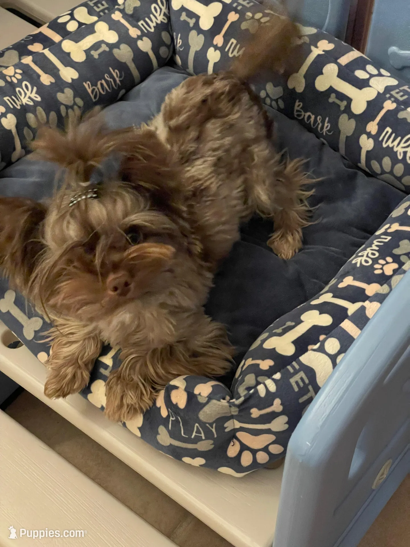 Cartier, a male Yorkshire Terrier for sale in Middletown, NY – Photo 5 of 10