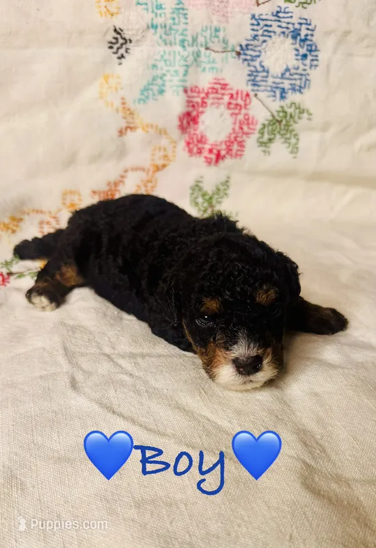 AKC Phantom Boy – Poodle - Toy  puppy for sale in Middletown, NY