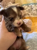 TINY Chocolate Merle , a female Yorkshire Terrier for sale in Middletown, NY – 9 of 10
