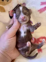 TINY Chocolate Merle , a female Yorkshire Terrier for sale in Middletown, NY – Photo 9 of 9