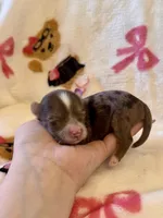 TINY Chocolate Merle , a female Yorkshire Terrier for sale in Middletown, NY – Photo 5 of 9