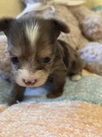 TINY Chocolate Merle , a female Yorkshire Terrier for sale in Middletown, NY – 8 of 10