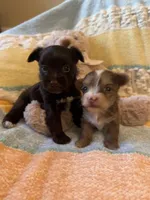 TINY Chocolate Merle , a female Yorkshire Terrier for sale in Middletown, NY – 10 of 10
