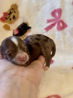 TINY Chocolate Merle , a female Yorkshire Terrier for sale in Middletown, NY – Photo 4 of 9