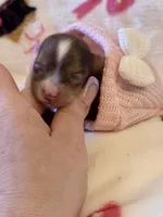 TINY Chocolate Merle , a female Yorkshire Terrier for sale in Middletown, NY – Photo 2 of 9