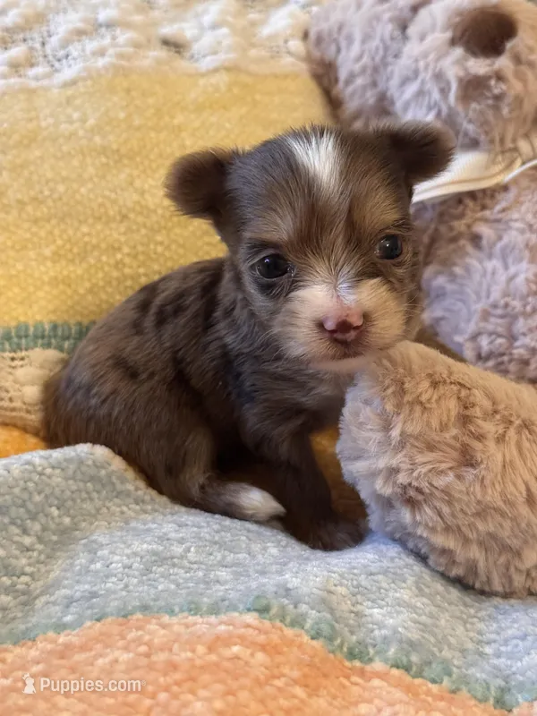 TINY Chocolate Merle  – Yorkshire Terrier puppy for sale in Middletown, NY