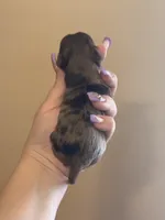 TINY Chocolate Merle , a female Yorkshire Terrier for sale in Middletown, NY – Photo 7 of 9