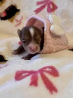 TINY Chocolate Merle , a female Yorkshire Terrier for sale in Middletown, NY – Photo 3 of 9