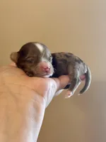 TINY Chocolate Merle , a female Yorkshire Terrier for sale in Middletown, NY – Photo 6 of 9