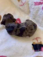 TINY Chocolate Merle , a female Yorkshire Terrier for sale in Middletown, NY – Photo 8 of 9