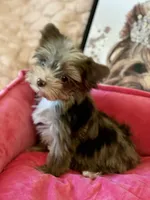 TINY ChocoMerle import lines, a female Yorkshire Terrier for sale in Middletown, NY – 6 of 10
