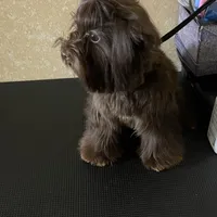 Import Lines, a  Yorkshire Terrier for sale in Middletown, NY – Photo 7 of 10