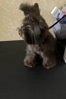 Import Lines, a  Yorkshire Terrier for sale in Middletown, NY – Photo 7 of 10