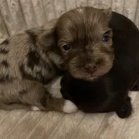 Import Lines, a  Yorkshire Terrier for sale in Middletown, NY – Photo 1 of 10
