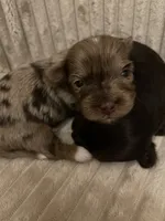 Import Lines, a  Yorkshire Terrier for sale in Middletown, NY – Photo 1 of 10