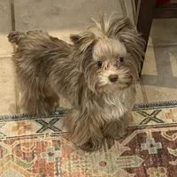 Import Lines, a  Yorkshire Terrier for sale in Middletown, NY – Photo 10 of 10