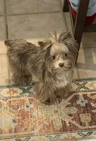 Import Lines, a  Yorkshire Terrier for sale in Middletown, NY – Photo 10 of 10