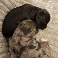 Import Lines, a  Yorkshire Terrier for sale in Middletown, NY – Photo 2 of 10