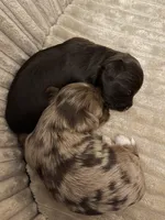 Import Lines, a  Yorkshire Terrier for sale in Middletown, NY – Photo 2 of 10