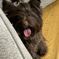 Import Lines, a  Yorkshire Terrier for sale in Middletown, NY – Photo 6 of 10