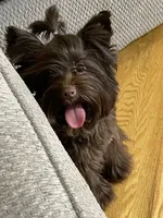 Import Lines, a  Yorkshire Terrier for sale in Middletown, NY – Photo 6 of 10