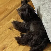 Import Lines, a  Yorkshire Terrier for sale in Middletown, NY – Photo 8 of 10