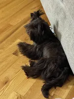 Import Lines, a  Yorkshire Terrier for sale in Middletown, NY – Photo 8 of 10