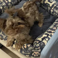 Import Lines, a  Yorkshire Terrier for sale in Middletown, NY – Photo 4 of 10