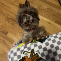 Import Lines, a  Yorkshire Terrier for sale in Middletown, NY – Photo 3 of 10