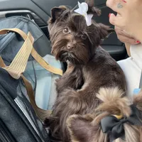 Import Lines, a  Yorkshire Terrier for sale in Middletown, NY – Photo 5 of 10