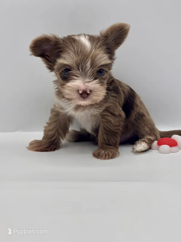TINY Chocolate Merle  – Yorkshire Terrier puppy for sale in Middletown, NY