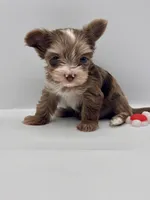 TINY Chocolate Merle , a female Yorkshire Terrier for sale in Middletown, NY – 1 of 10