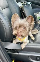 Cartier, a male Yorkshire Terrier for sale in Middletown, NY – 1 of 10