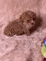 Apricot AKC, a female Poodle - Toy  for sale in Middletown, NY – Photo 7 of 8