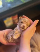 Apricot AKC, a female Poodle - Toy  for sale in Middletown, NY – Photo 2 of 8