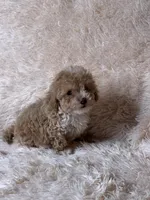 Apricot AKC, a female Poodle - Toy  for sale in Middletown, NY – Photo 5 of 8