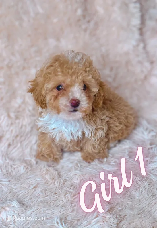 Apricot AKC – Poodle - Toy  puppy for sale in Middletown, NY