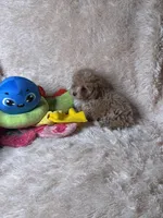 Apricot AKC, a female Poodle - Toy  for sale in Middletown, NY – Photo 8 of 8