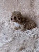 Apricot AKC, a female Poodle - Toy  for sale in Middletown, NY – Photo 6 of 8