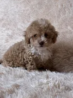 Apricot AKC, a female Poodle - Toy  for sale in Middletown, NY – Photo 3 of 8