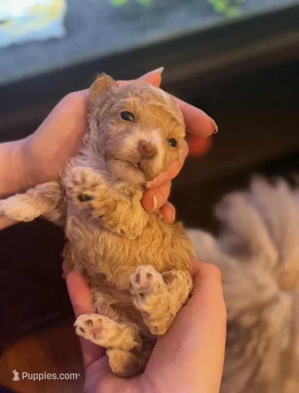 Apricot AKC – Poodle - Toy  puppy for sale in Middletown, NY