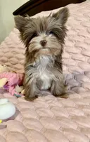 TINY Chocolate Merle (import lines), a female Yorkshire Terrier for sale in Middletown, NY – 3 of 10